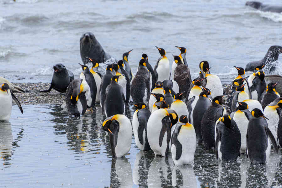 Pingüino Rey - islas Georgias del Sur 098.jpg